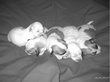 COTON DE TULEAR
